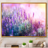 Growing and Blooming Lavender