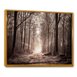 Forest Trail in Sepia