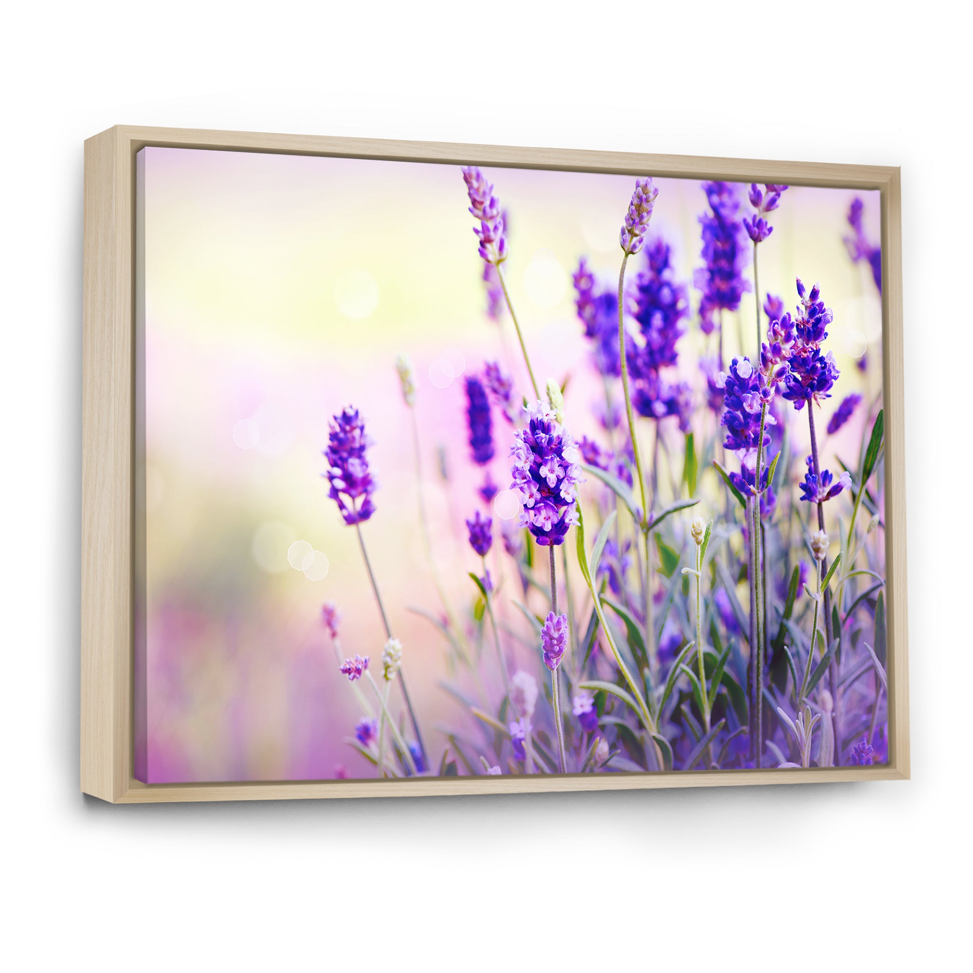 Purple Lavender Field