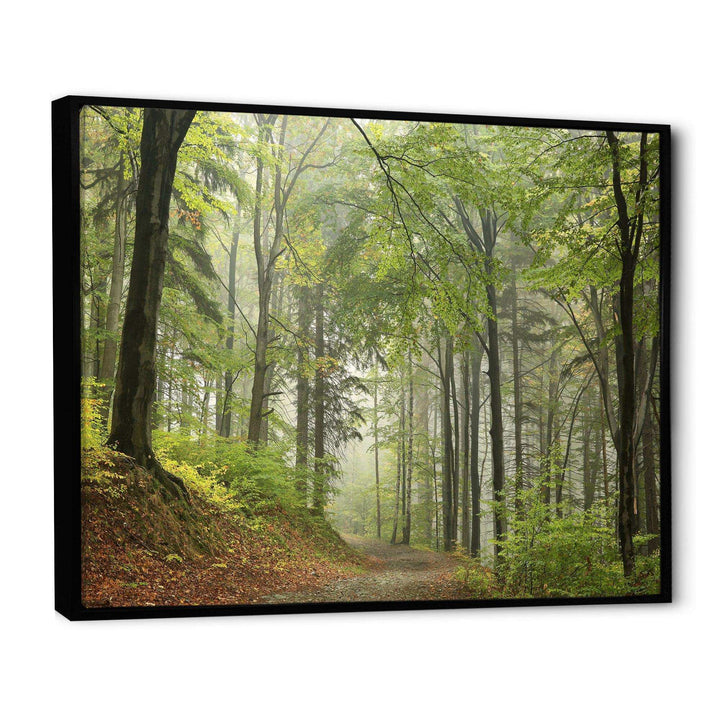 Green Beach Forest Pathway