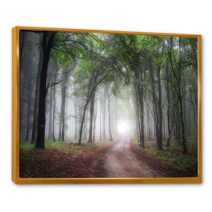 Light Through Green Fall Forest
