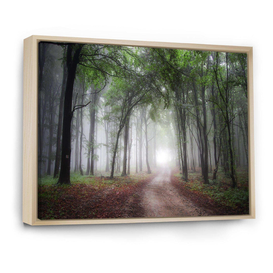 Light Through Green Fall Forest