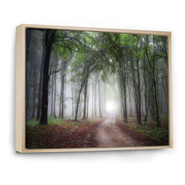 Light Through Green Fall Forest