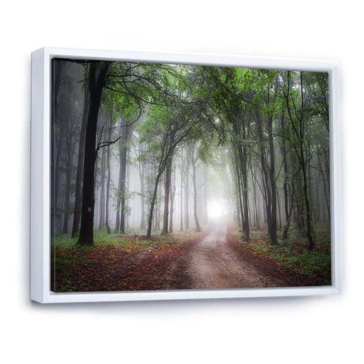 Light Through Green Fall Forest