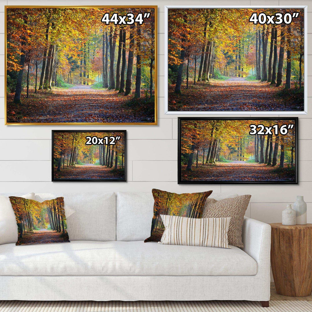 Wide Pathway in Yellow Fall Forest