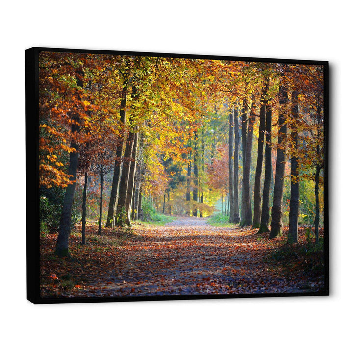 Wide Pathway in Yellow Fall Forest