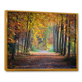 Wide Pathway in Yellow Fall Forest
