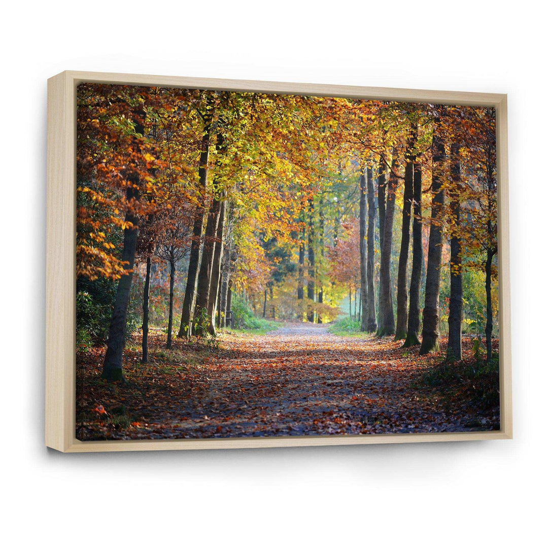 Wide Pathway in Yellow Fall Forest