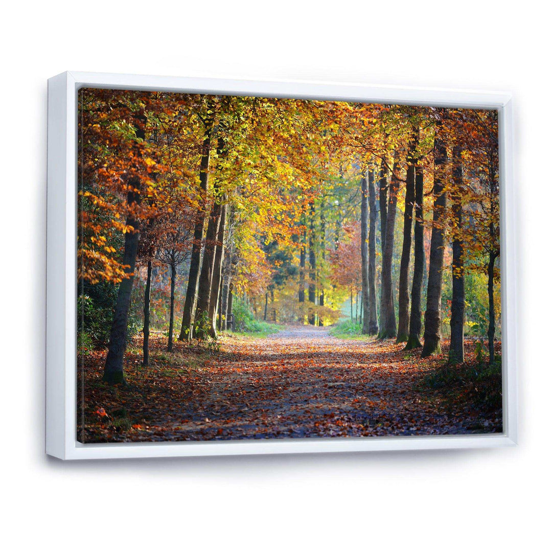 Wide Pathway in Yellow Fall Forest