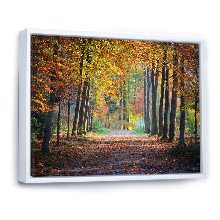 Wide Pathway in Yellow Fall Forest