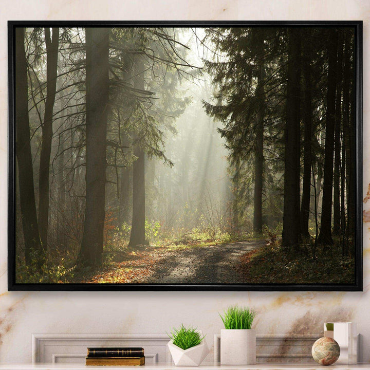Dark Green Forest with Sun Rays