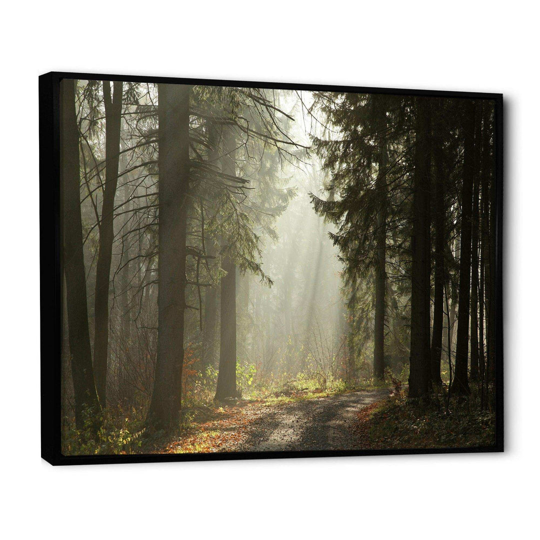 Dark Green Forest with Sun Rays