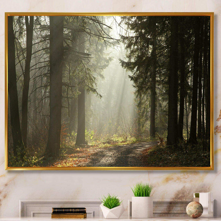 Dark Green Forest with Sun Rays