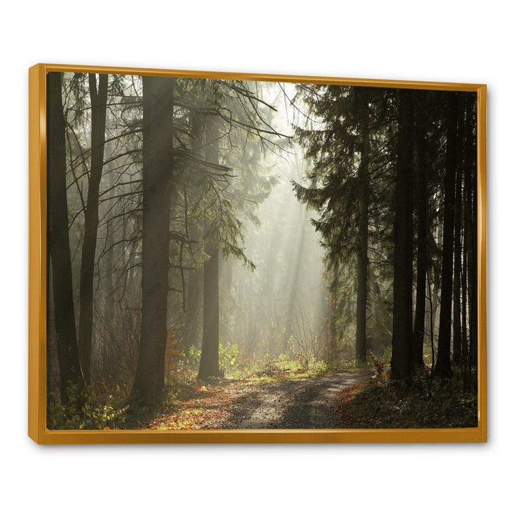 Dark Green Forest with Sun Rays