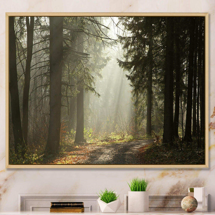 Dark Green Forest with Sun Rays