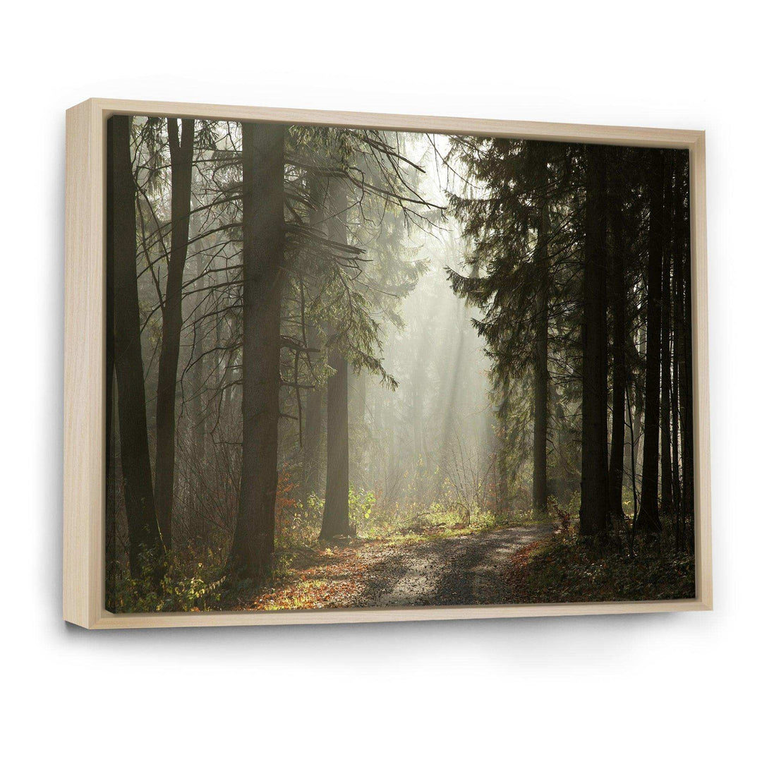 Dark Green Forest with Sun Rays
