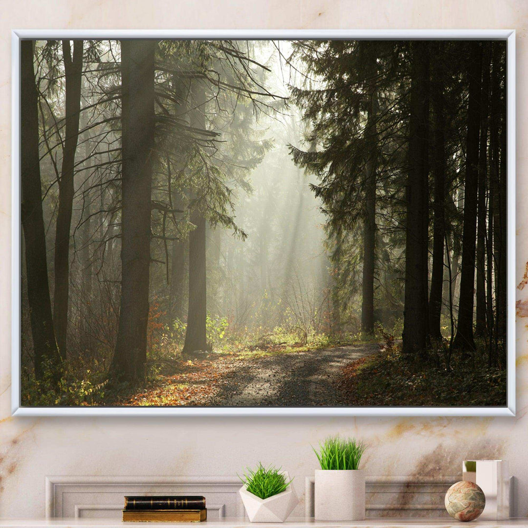 Dark Green Forest with Sun Rays