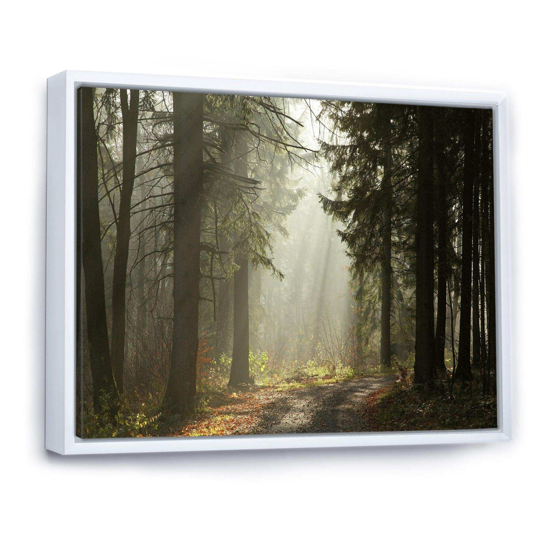 Dark Green Forest with Sun Rays