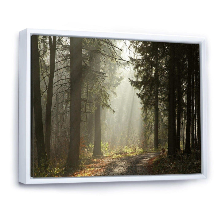 Dark Green Forest with Sun Rays