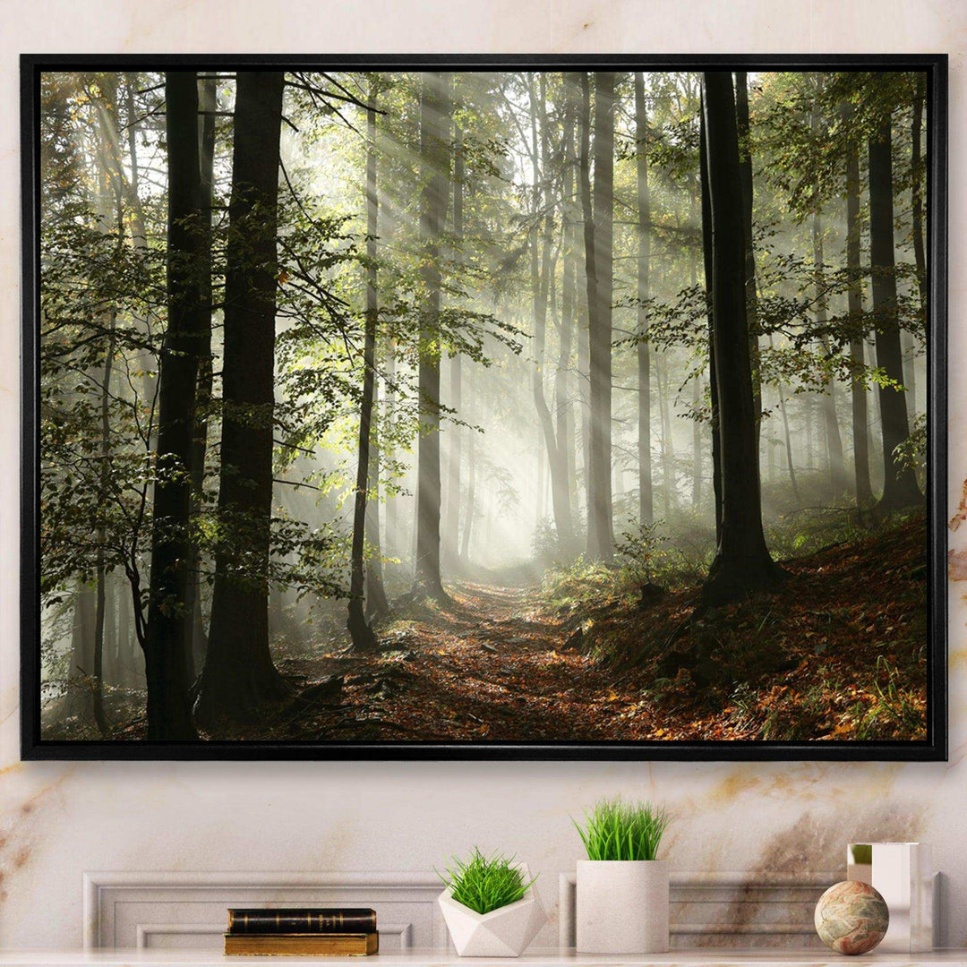 Light in Dense Fall Forest with Fog