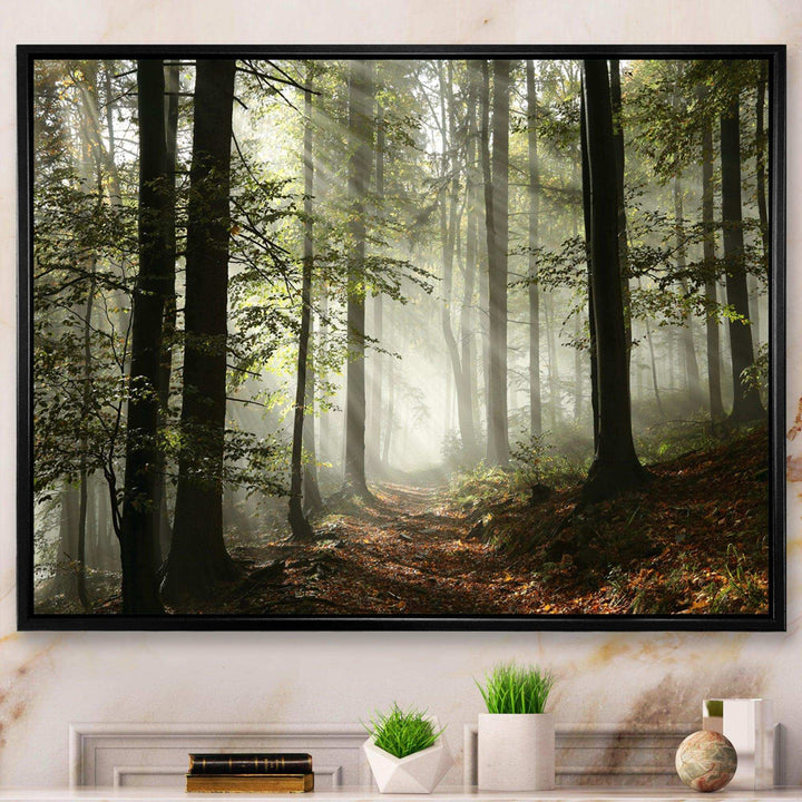Light in Dense Fall Forest with Fog