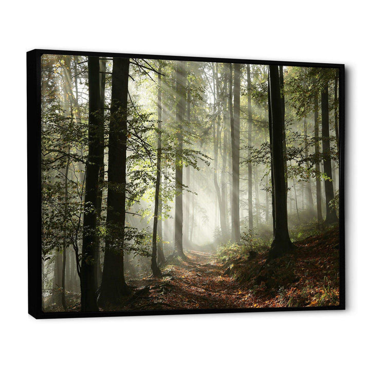 Light in Dense Fall Forest with Fog