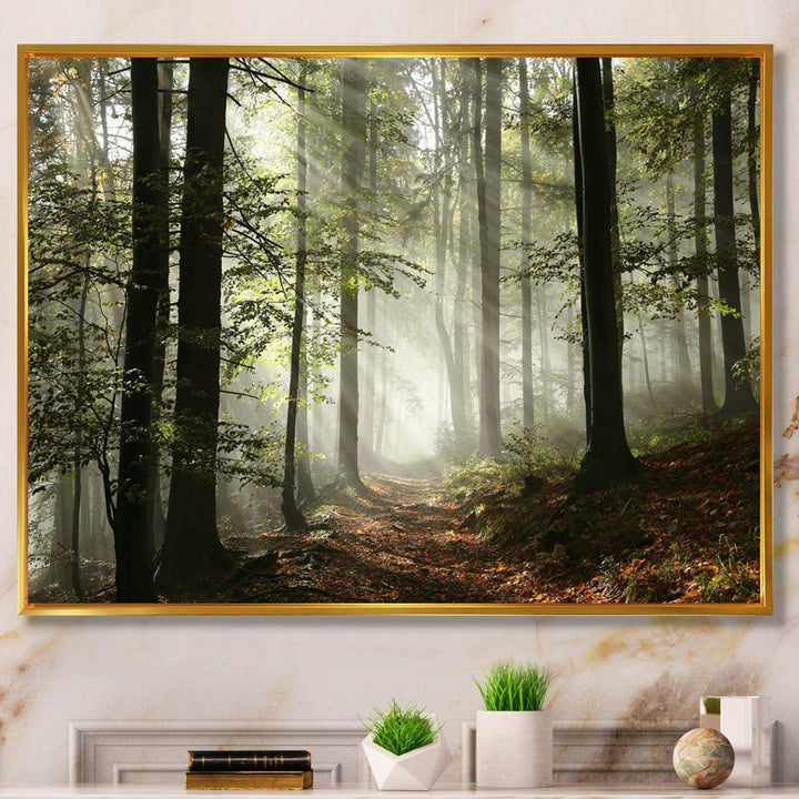 Light in Dense Fall Forest with Fog