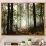Light in Dense Fall Forest with Fog