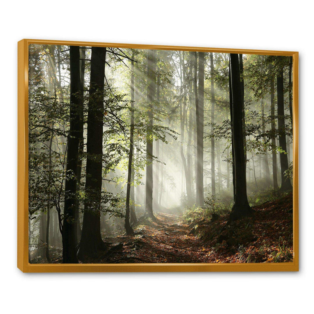 Light in Dense Fall Forest with Fog