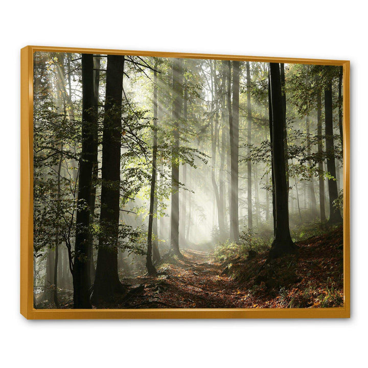 Light in Dense Fall Forest with Fog