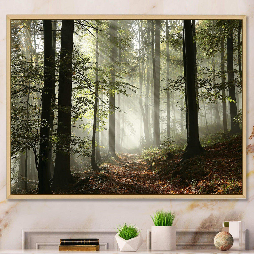 Light in Dense Fall Forest with Fog