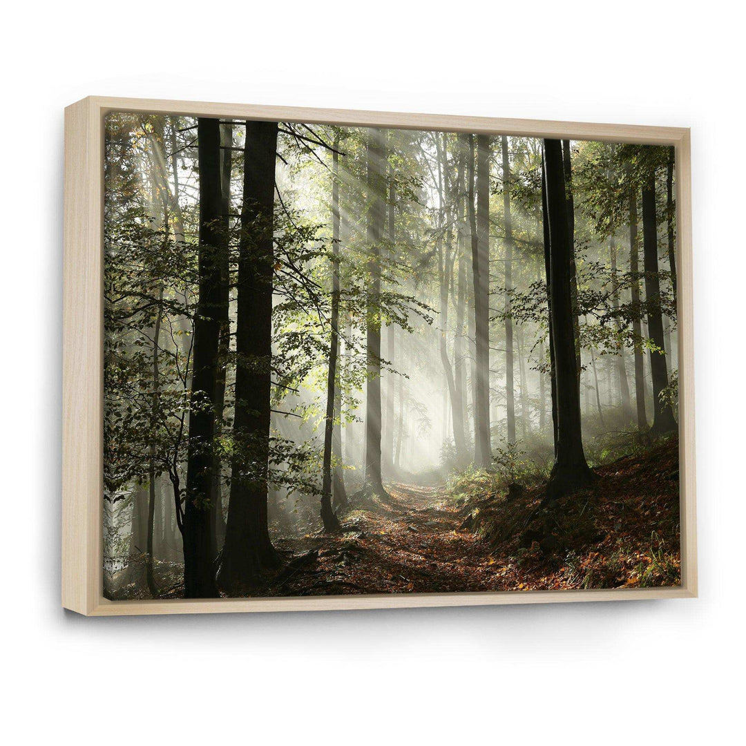 Light in Dense Fall Forest with Fog