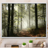 Light in Dense Fall Forest with Fog