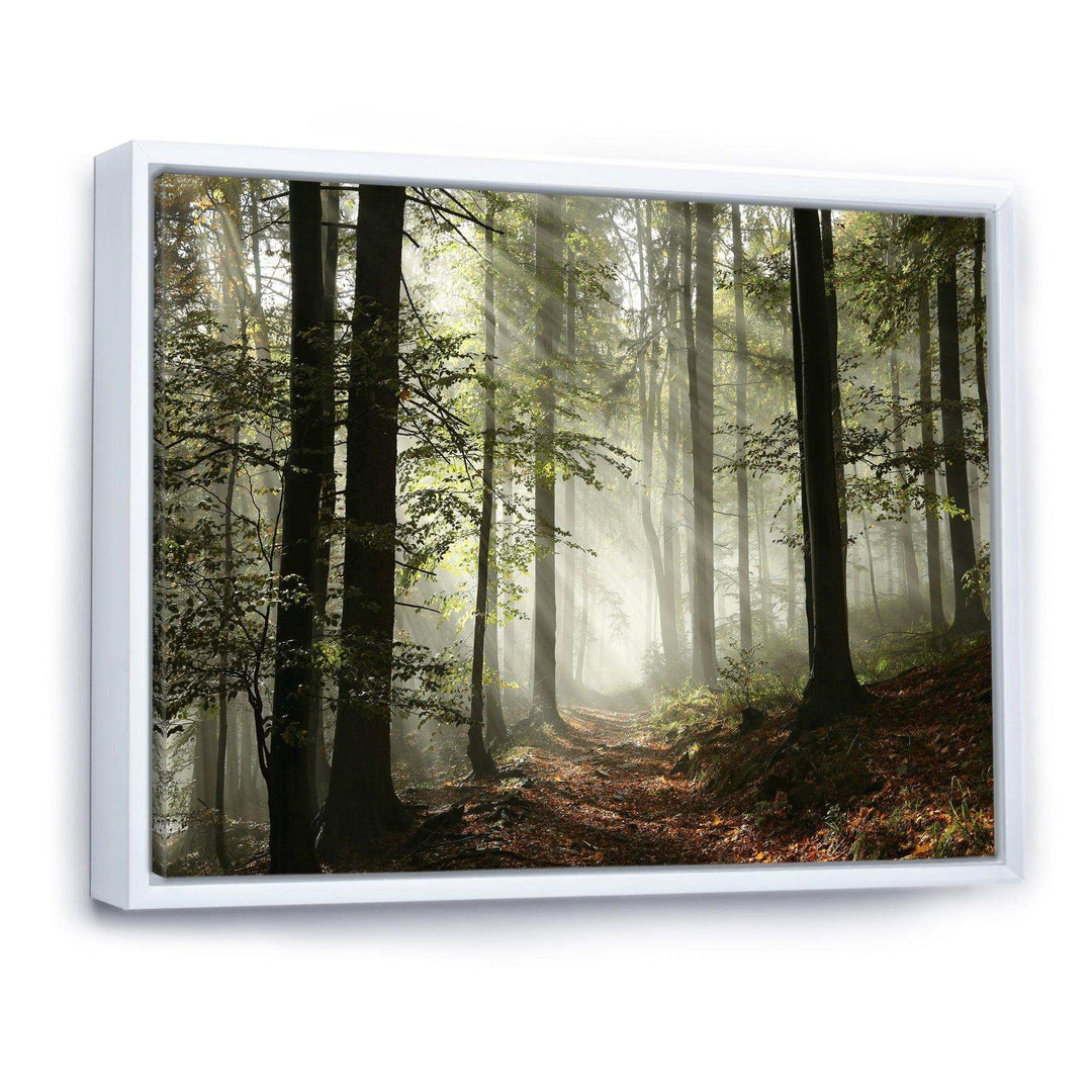 Light in Dense Fall Forest with Fog
