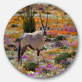 Beautiful Oryx in Flower Field African Metal Circle Wall Art Print