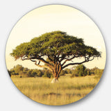 Acacia Tree on African Plain Oversized African Landscape Metal Circle Wall Art