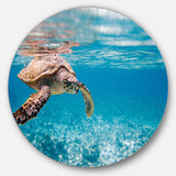 Large Hawksbill Sea Turtle Disc Abstract Metal Circle Wall Decor