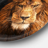 Face of Male Lion on Black Ultra Vibrant Abstract Metal Circle Wall Art