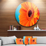 Orange Daisy Gerbera Flower Close up Disc Flowers Large Metal Circle Wall Artwork