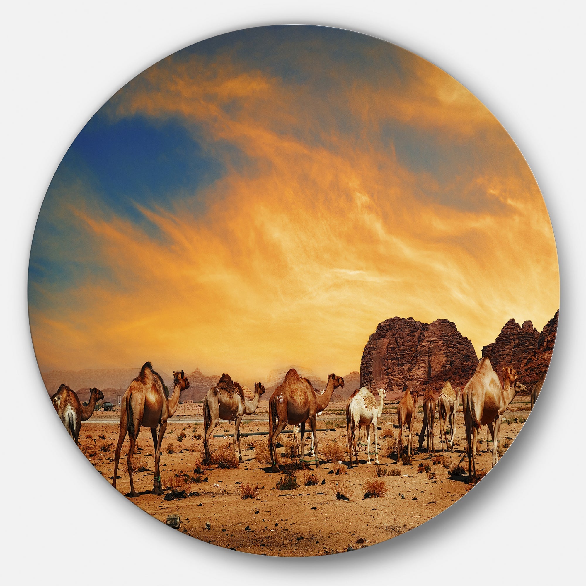 Camels in Wadi Rum Disc Photography Circle Metal Wall Art