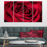 Red Rose Petals with Rain Droplets Multi-Panels