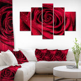 Red Rose Petals with Rain Droplets Multi-Panels