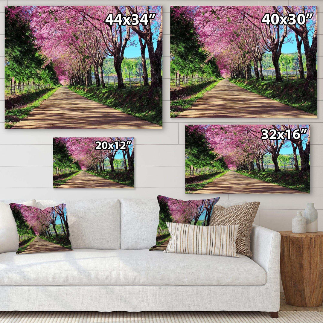 Cherry Blossom Pathway in Chiang Mai
