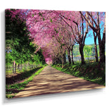 Cherry Blossom Pathway in Chiang Mai