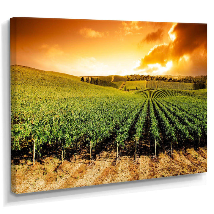 Sunset Vineyard Panorama