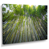Bamboo forest of Kyoto Japan.