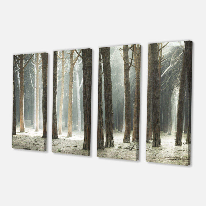 Maritime Pine Tree Forest with Rays Multi-Panels
