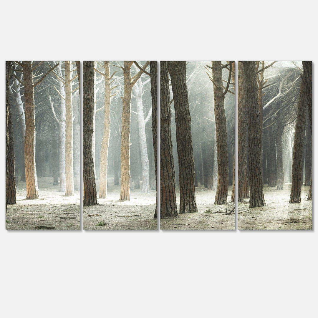 Maritime Pine Tree Forest with Rays Multi-Panels