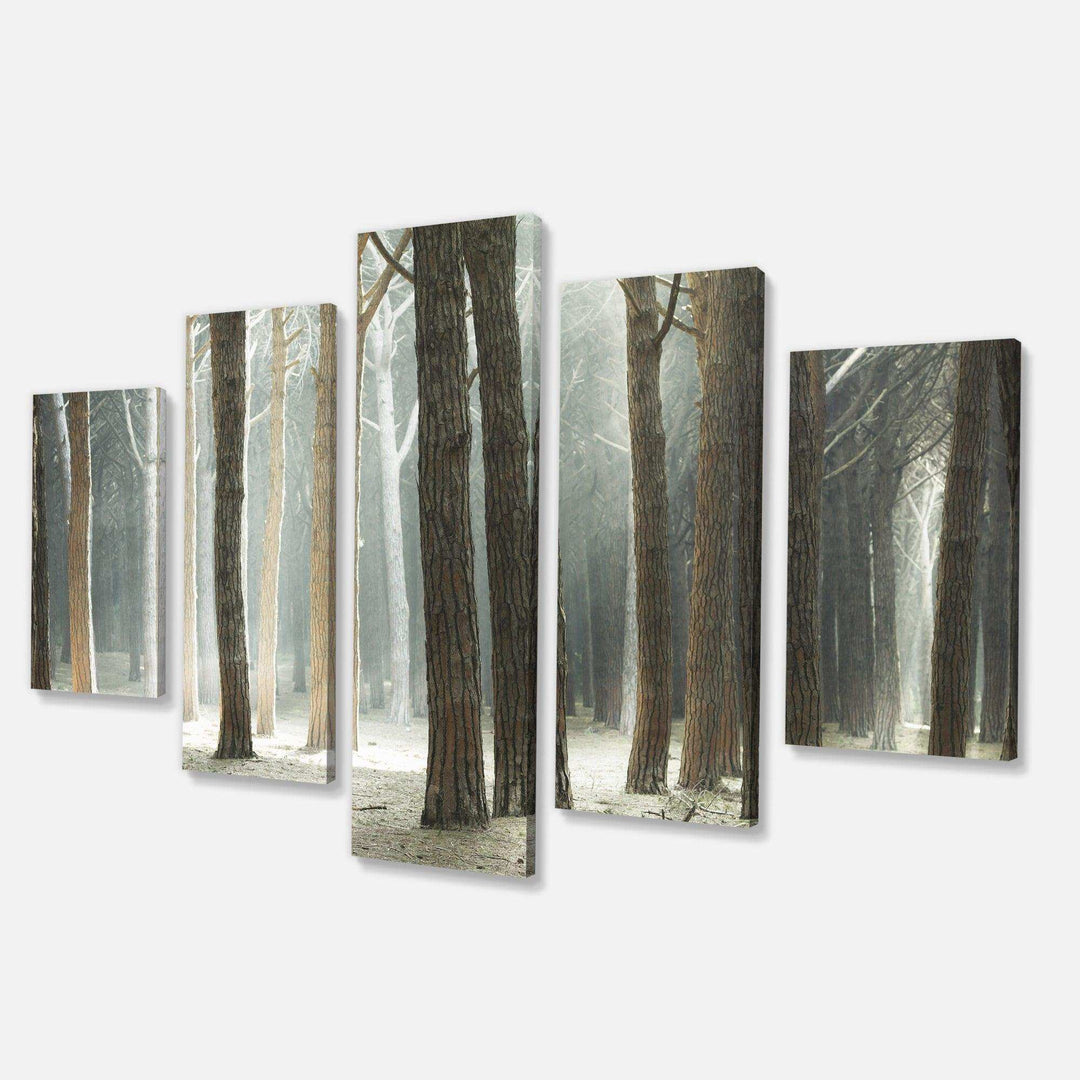 Maritime Pine Tree Forest with Rays Multi-Panels