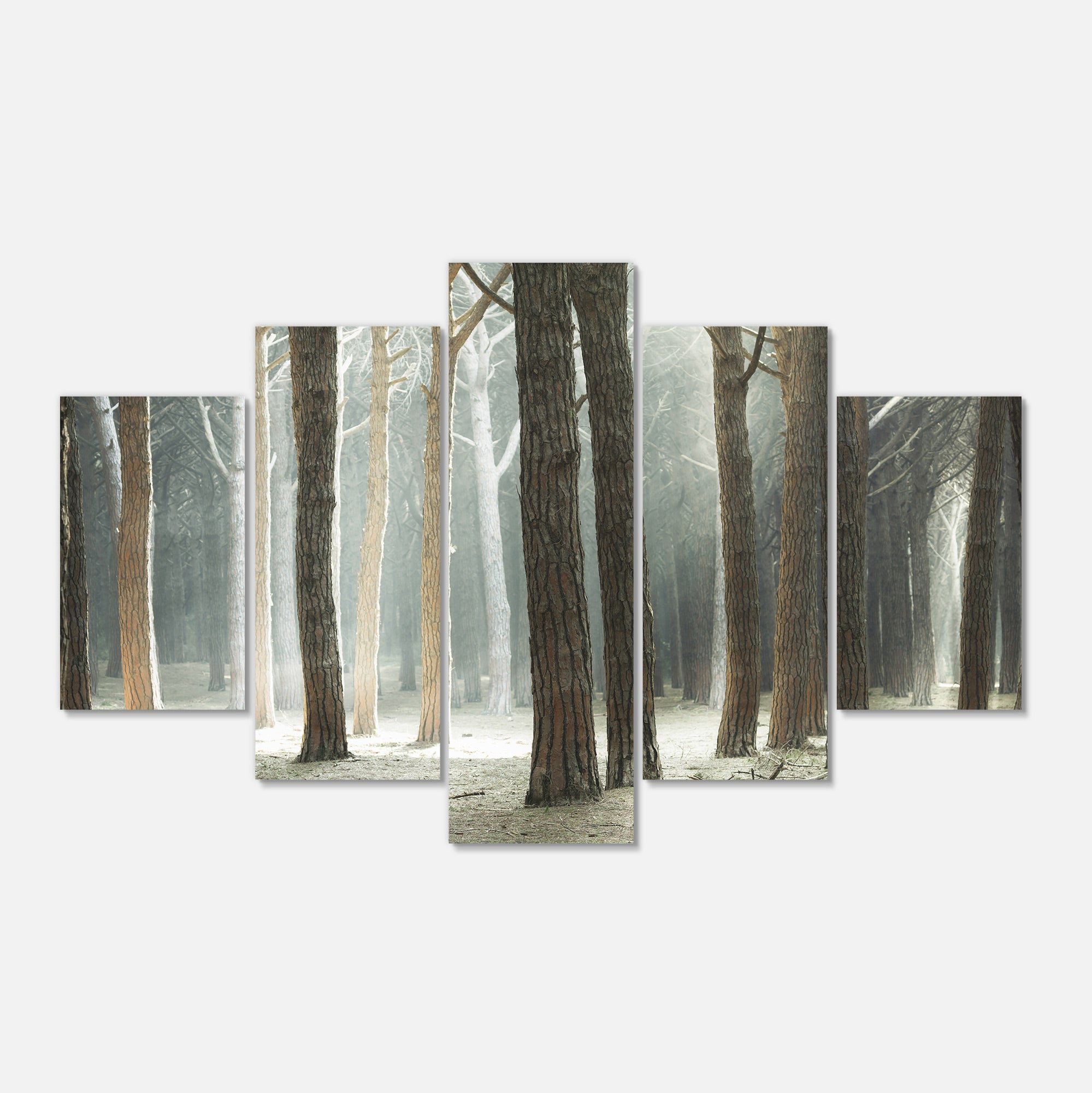 Maritime Pine Tree Forest with Rays Multi-Panels